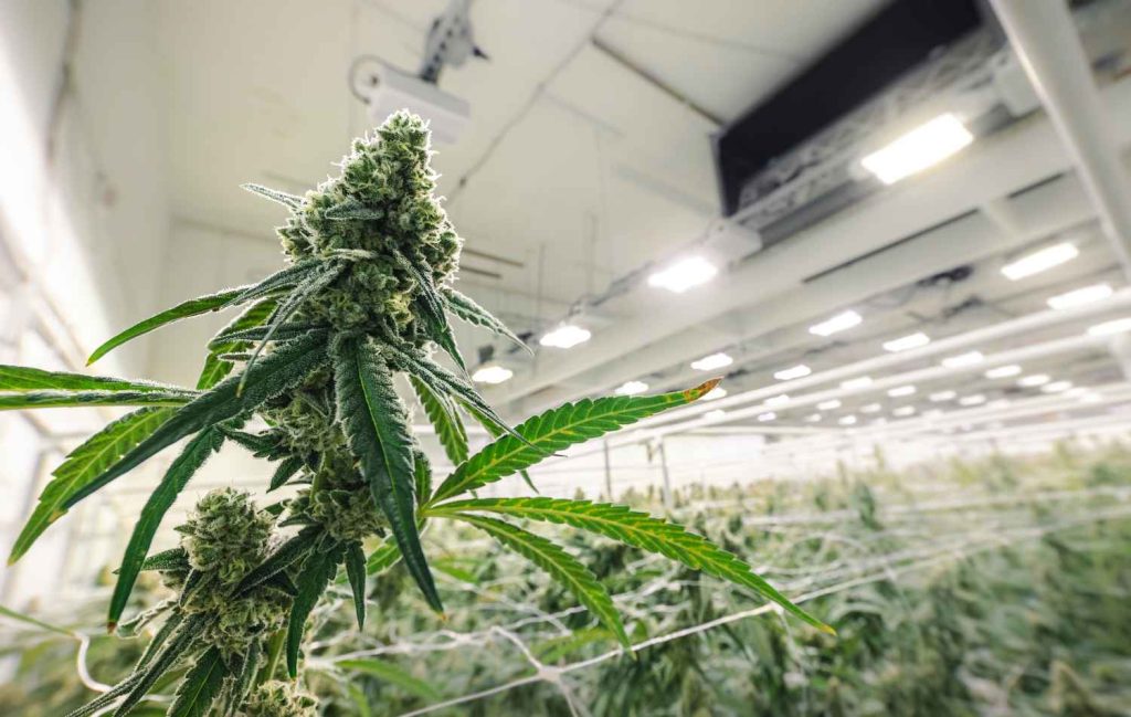 Medical Cannabis Pharmacy