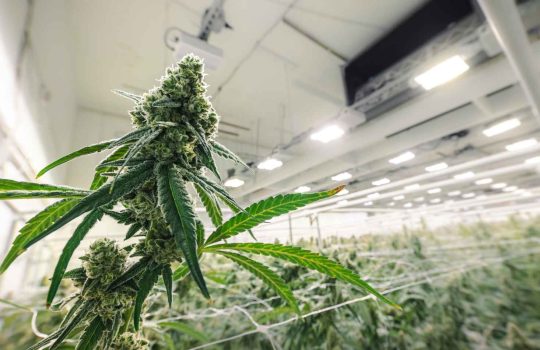 Medical Cannabis Pharmacy2